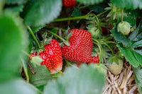 AC Valley Sunset – Strawberry Plants Seed