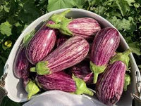 Annina – Organic Eggplant Seed