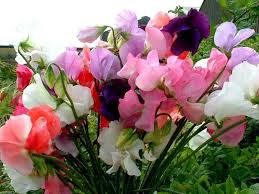 Mammoth Choice Mix – Sweet Pea Seed