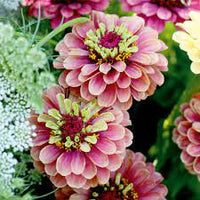 Zinnia- Queeny Lime with Red