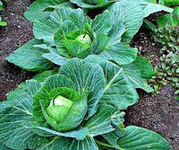 Cabbage Hybrid Vegetable Seeds