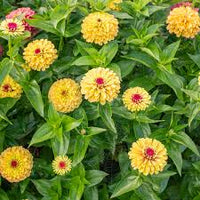 Zinnia- Queeny Lemon Peach