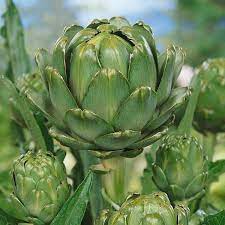 Artichoke Green Globe Vegetable Seeds