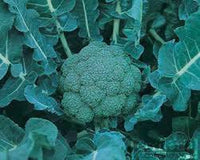 Blue Wind – Broccoli Seed