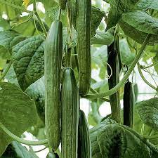 Tyria – Organic Cucumber Seed