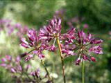 Allium- Tapertip Onion (Bulb)