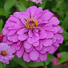 Zinnia- Violet Queen