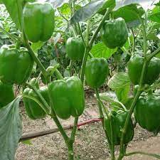 Pepper EM Bella Vegetable Seeds