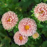 Matsumoto Apricot – Film-Coated China Aster Seed