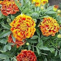 Queen Sophia – Marigold Seed