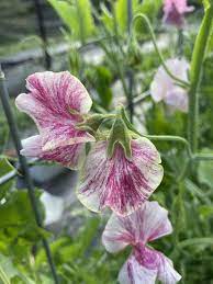 Streamers Chocolate – Sweet Pea Seed