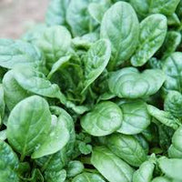 Tundra – Organic Spinach Seed