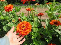 Zinnia- Oriole