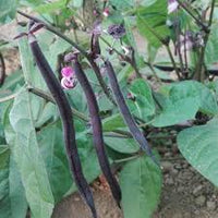 Autumn purple bean pot becomes seeds organic vegetable seeds