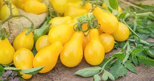 Tomato Yellow Pear Shaped Vegetable Seeds