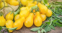 Tomato Yellow Pear Shaped Vegetable Seeds