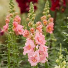 Madame Butterfly Pink – Snapdragon Seed