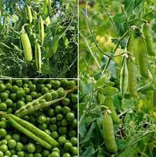 Peas Arkel Vegetable Seeds