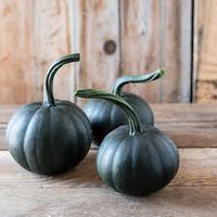 Black Bear – Pumpkin Seed