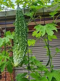 Bitter Gourd Chaman Vegetable Seeds