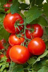 Tomato Ped Vegetable Seeds