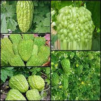 Bitter Gourd Faizabadi Vegetable Seeds