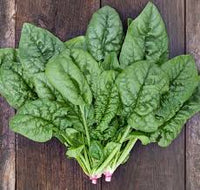 Bloomsdale – Spinach Seed