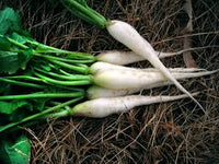 Radish- White Icicle