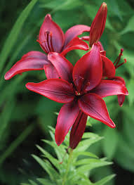 Lilium Blackout Red and Black Bulbs