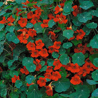 Empress of India – Nasturtium Seed