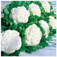 Cauliflower Hybrid Vegetable Seeds