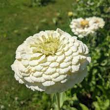 Oklahoma White – Zinnia Seed