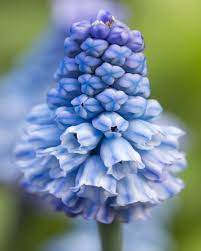 Muscari Grape Azureum Blue Bulbs