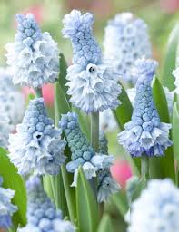 Muscari Grape Azureum Blue Bulbs