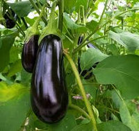 Black Beauty Organic Eggplant Seeds