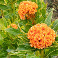 Orange Queen Improved – Celosia Seed