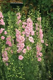 Pink Queen – Larkspur Seed