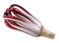 Chicory- Treviso Red