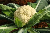 Amazing – Cauliflower Seed