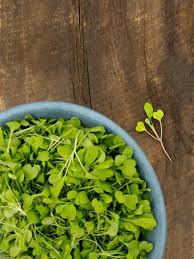 Arugula – Organic Microgreen Seed