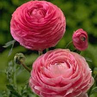 Ranunculus Pink Bulbs