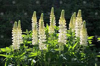 Noble Maiden – Lupine Seed