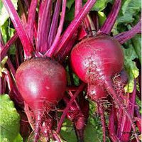 Beetroot Ruby Queen Vegetable Seeds