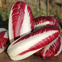 Chicory- Treviso Red