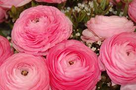 Ranunculus Pink Bulbs