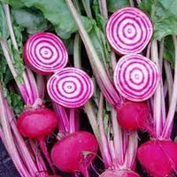 Beetroot- Chioggia