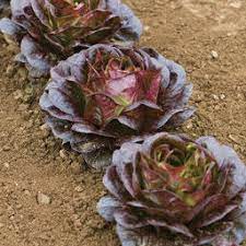 Truchas – Organic Lettuce Seed