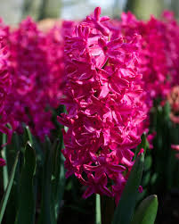 Jan Bos Bulbs