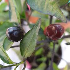 Chilli- Black Olive