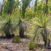 Australian Grass Tree